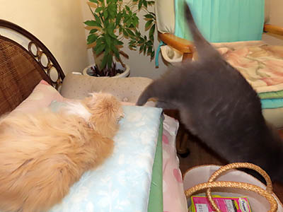 �肢�@���[���Ӓ�@�~�[�R