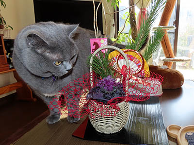 �肢�@���[���Ӓ�@�~�[�R