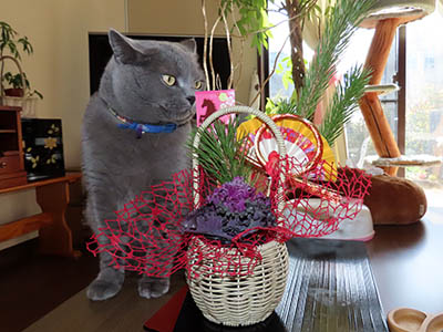 �肢�@���[���Ӓ�@�~�[�R