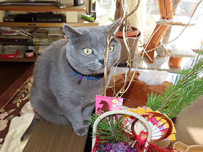 �肢�@���[���Ӓ�@�~�[�R