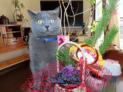 �肢�@���[���Ӓ�@�~�[�R