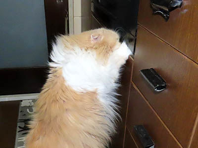 �肢�@���[���Ӓ�@�~�[�R