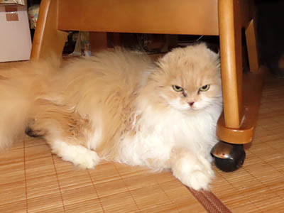 �肢�@���[���Ӓ�@�~�[�R