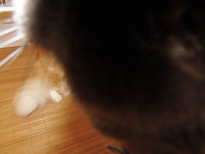 �肢�@���[���Ӓ�@�~�[�R