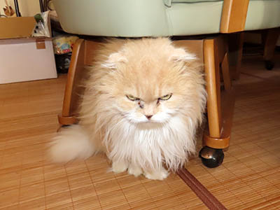 �肢�@���[���Ӓ�@�~�[�R