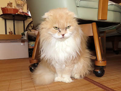 �肢�@���[���Ӓ�@�~�[�R