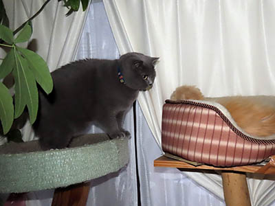 �肢�@���[���Ӓ�@�~�[�R