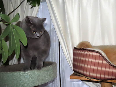 �肢�@���[���Ӓ�@�~�[�R