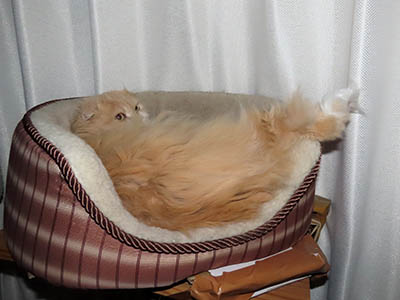 �肢�@���[���Ӓ�@�~�[�R