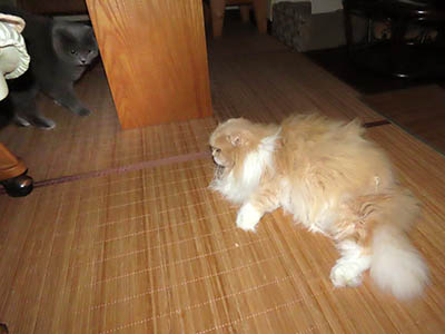 �肢�@���[���Ӓ�@�~�[�R