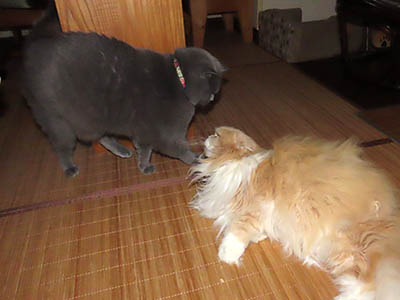 �肢�@���[���Ӓ�@�~�[�R