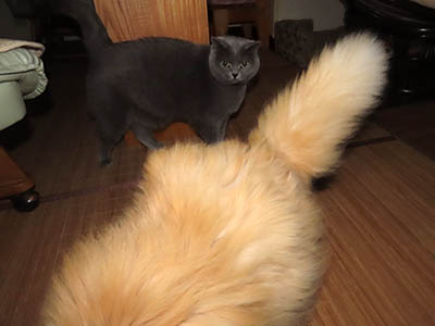 �肢�@���[���Ӓ�@�~�[�R