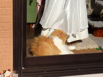 �肢�@���[���Ӓ�@�~�[�R