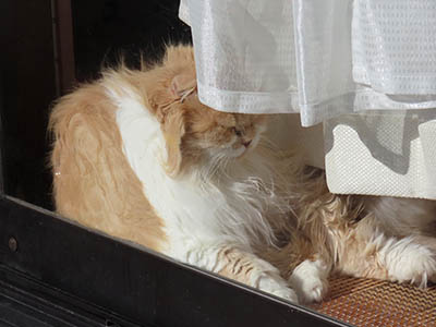 �肢�@���[���Ӓ�@�~�[�R