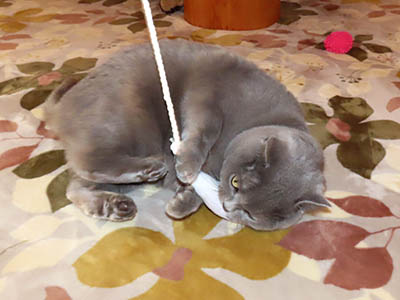 �肢�@���[���Ӓ�@�~�[�R