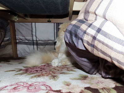 �肢�@���[���Ӓ�@�~�[�R