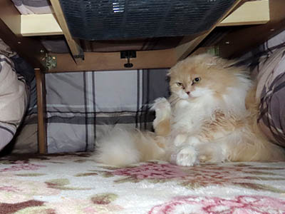 �肢�@���[���Ӓ�@�~�[�R