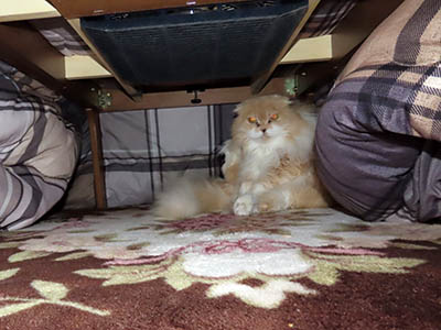 �肢�@���[���Ӓ�@�~�[�R