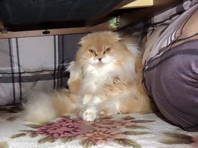 �肢�@���[���Ӓ�@�~�[�R