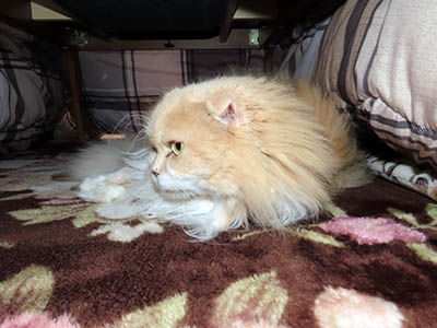 �肢�@���[���Ӓ�@�~�[�R