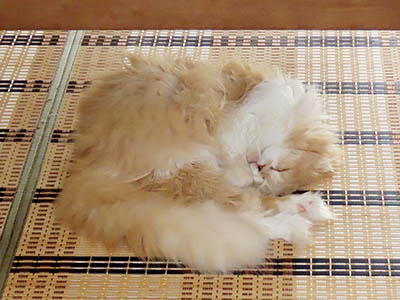 �肢�@���[���Ӓ�@�~�[�R