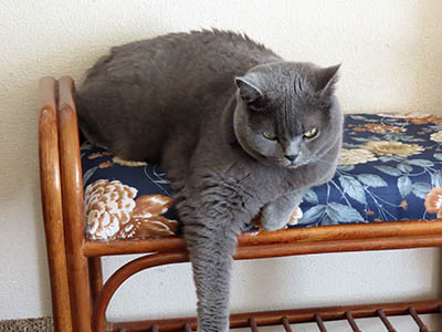 �肢�@���[���Ӓ�@�~�[�R