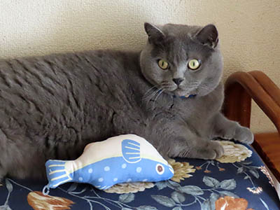 �肢�@���[���Ӓ�@�~�[�R