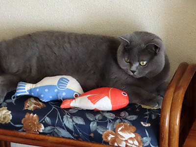 �肢�@���[���Ӓ�@�~�[�R