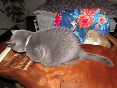 �肢�@���[���Ӓ�@�~�[�R