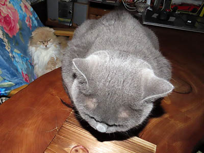 �肢�@���[���Ӓ�@�~�[�R