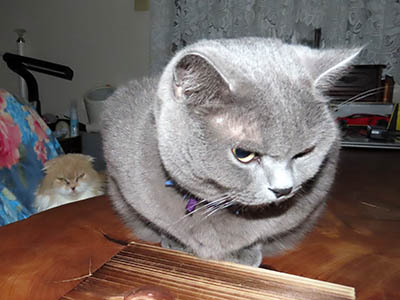 �肢�@���[���Ӓ�@�~�[�R