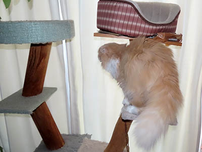 �肢�@���[���Ӓ�@�~�[�R