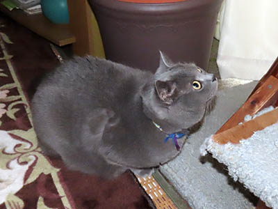 �肢�@���[���Ӓ�@�~�[�R