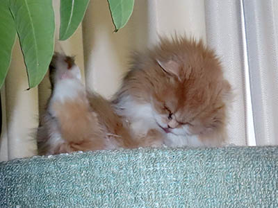 �肢�@���[���Ӓ�@�~�[�R