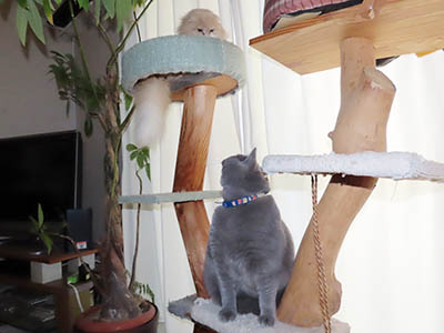 �肢�@���[���Ӓ�@�~�[�R