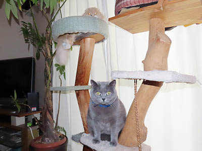 �肢�@���[���Ӓ�@�~�[�R