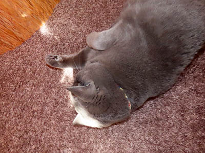 �肢�@���[���Ӓ�@�~�[�R