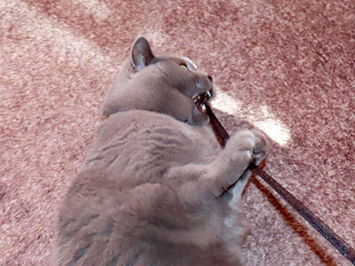 �肢�@���[���Ӓ�@�~�[�R