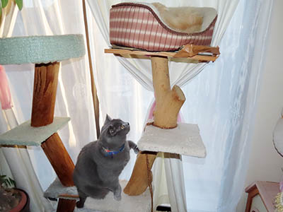 �肢�@���[���Ӓ�@�~�[�R