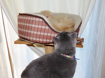 �肢�@���[���Ӓ�@�~�[�R