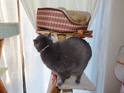 �肢�@���[���Ӓ�@�~�[�R