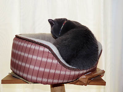 �肢�@���[���Ӓ�@�~�[�R