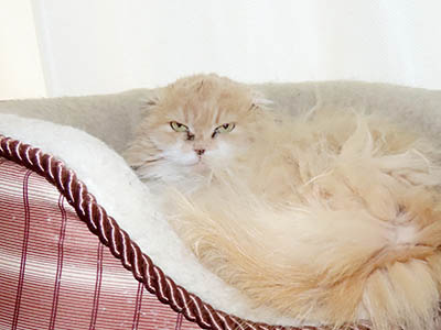 �肢�@���[���Ӓ�@�~�[�R