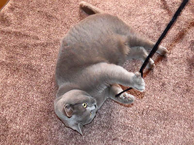 �肢�@���[���Ӓ�@�~�[�R