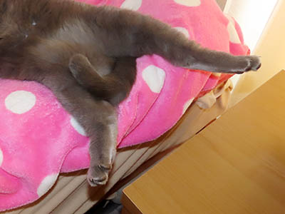 �肢�@���[���Ӓ�@�~�[�R