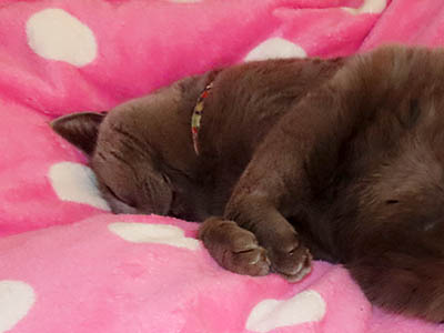 �肢�@���[���Ӓ�@�~�[�R