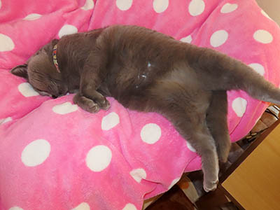 �肢�@���[���Ӓ�@�~�[�R