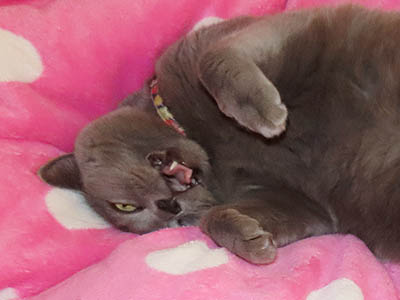 �肢�@���[���Ӓ�@�~�[�R