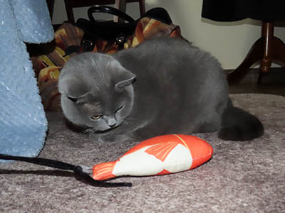 �肢�@���[���Ӓ�@�~�[�R