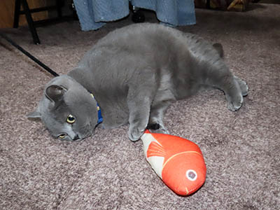 �肢�@���[���Ӓ�@�~�[�R